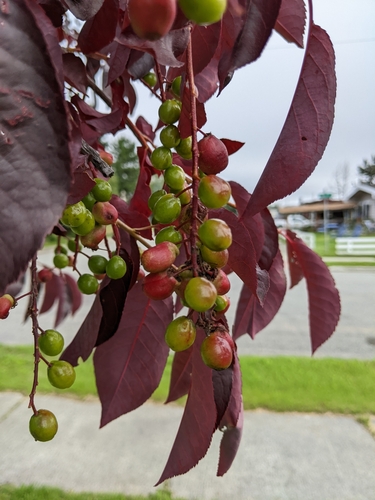 Chokecherry Midge photo 3