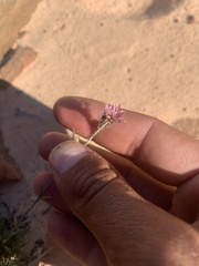 Eremogone macradenia