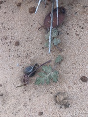 Cymopterus newberryi