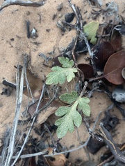 Cymopterus newberryi