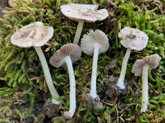 Inocybe velicopia
