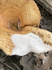Hypomyces ochraceus