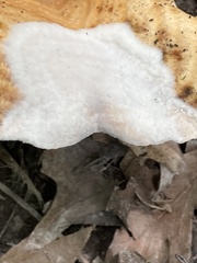 Hypomyces ochraceus