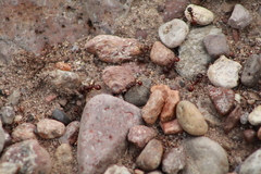 Pogonomyrmex rugosus
