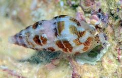 Zafrona striatula