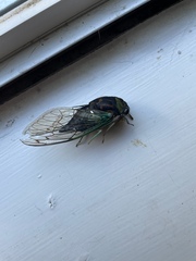 Neotibicen tibicen australis