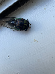 Neotibicen tibicen australis