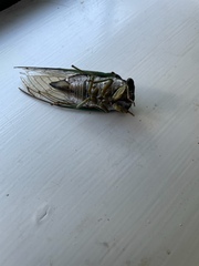 Neotibicen tibicen australis