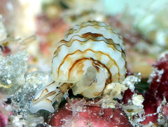 Zafrona striatula