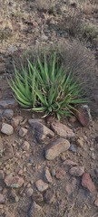 Agave deserti