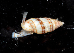 Zafrona striatula