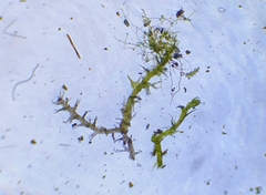 Cephaloziella stellulifera