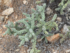 Cylindropuntia cholla