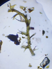 Cephaloziella stellulifera