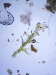 Cephaloziella stellulifera