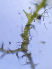 Cephaloziella stellulifera