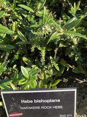 Veronica bishopiana