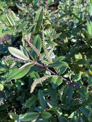 Veronica bishopiana