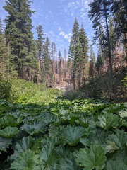 Darmera peltata