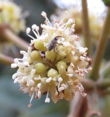 Dendropanax cuneatus