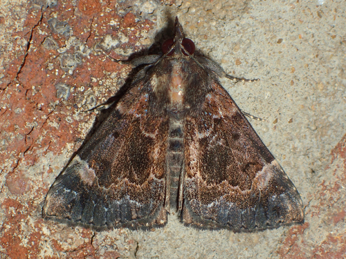 Mottled Snout photo 3