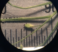 Dichanthelium neuranthum