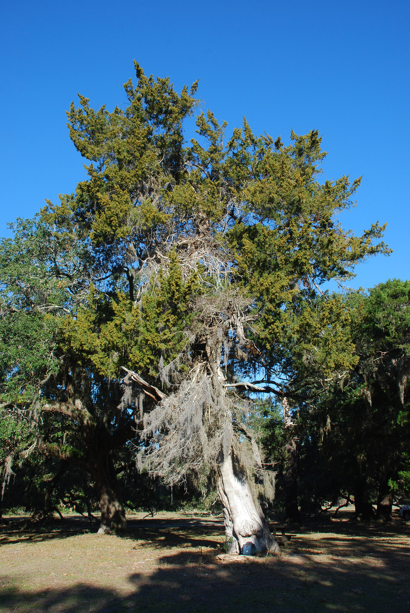 Colorin / Texas mountain laurel (Sophora secundiflora). #arboles #trees  #jardineria, image size:1371x2048
