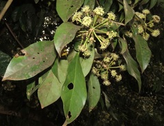 Dendropanax cuneatus