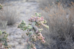 Cylindropuntia cholla