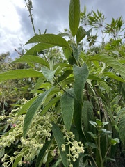 Lippia hirsuta