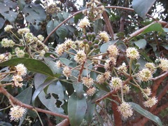 Dendropanax cuneatus