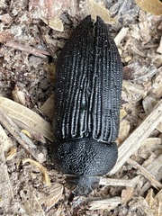 Polycesta aruensis