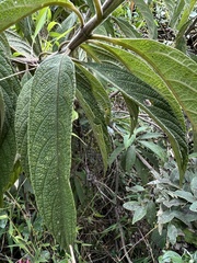 Lippia hirsuta