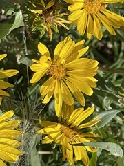 Grindelia subalpina