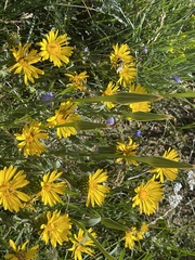 Grindelia subalpina