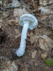 Amanita longipes