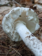 Amanita longipes