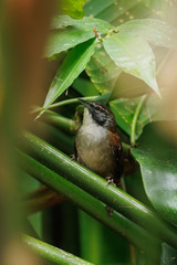 Pheugopedius coraya