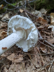 Amanita longipes