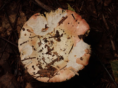 Russula intermedia