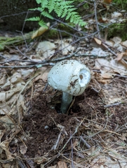 Amanita longipes