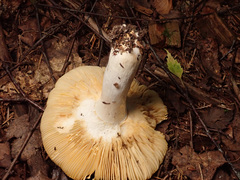 Russula intermedia