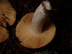 Russula intermedia