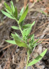 Dichanthelium leucothrix