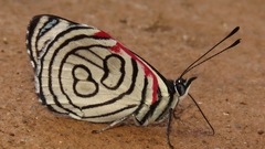 Diaethria candrena