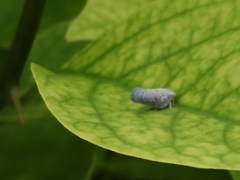 Metcalfa