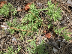 Dichanthelium leucothrix