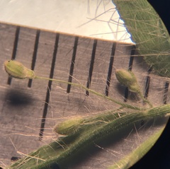 Dichanthelium leucothrix