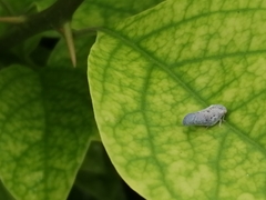 Metcalfa