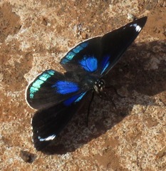 Diaethria candrena